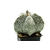 Astrophytum_myriostigma-1