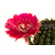 Echinopsis_Spectre-1