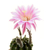 Echinopsis_Altrosa-2