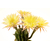 Echinopsis_Lorelei-2