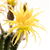 Trichocereus_Gelber_Papageno-1