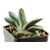 Gasteria-Lizard-Warts-3