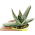 Gasteria-Blue-Ox-4