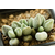 Adromischus-marianiae-alveolatus-1