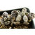 Adromischus-marianiae-Brian-Makin-1