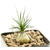 Ornithogalum-sardienii-1