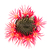 Rebutia-minuscula-Berylloides-Star-2