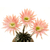 Echinopsis_Ottilie-1