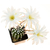 Echinopsis_subdenudata_Fuzzy-Navel-2