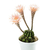 Echinopsis_Mystic _Moon1