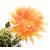 Echinopsis_Pan_Joyful1