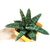 Gasteria_batesiana_Klipwal-2