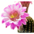 Akersia_Pink_Velvet-1