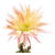 Trichocereus_Polarstern-3