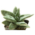Gasteria_batesiana_Sifula-6