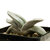 Gasteria_Isomatsu-1