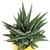 Gasteria_Okavango-3