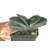 Gasteria_Rumpelstiltskin-1