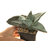 Gasteria_Amabala-3
