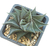 Haworthia_limifolia_spiralis-2