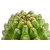 Theleflora-6
