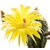 Echinopsis_37-2012-1
