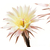 Echinopsis_Barbara_Ditch1