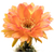 Trichocereus_Kofi_Annan1