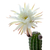 Trichocereus_Papagei-2