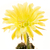 Echinopsis_Kazuko-1