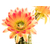 Trichocereus_Liskes_Feuerzauber1