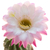 Trichocereus_109-1