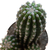 Trichocereus_purpureopilosusXthelegonus-4