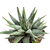 Haworthia_fasciata_Crazy_Glace-1