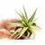 Haworthia_fasciata_radula_Variegata-1