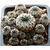Sulcorebutia_rauschii_violacidermis-1