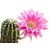 Echinopsis_Terpsicore-1