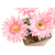 Echinopsis_Pink_Nymph-4