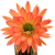 Trichocereus_Arizona_Sunset-11