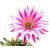 Echinopsis_Brigittes_Beauty1