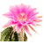 Echinopsis_Nancy_Scott-1