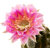 Echinopsis_Tuffet-1
