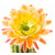 Trichocereus_Apricot_Glow-1