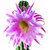 Trichocereus_Theleflora-3