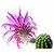 Trichocereus_Theleflora-1