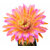 Trichocereus_Indio_Magic-1