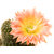 Echinopsis_Margaret_Martin-1