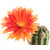 Echinopsis_Antimatter-1