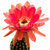 Trichocereus_Schigra-3