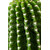 Trichocereus_spachianus_Brevispinus-1